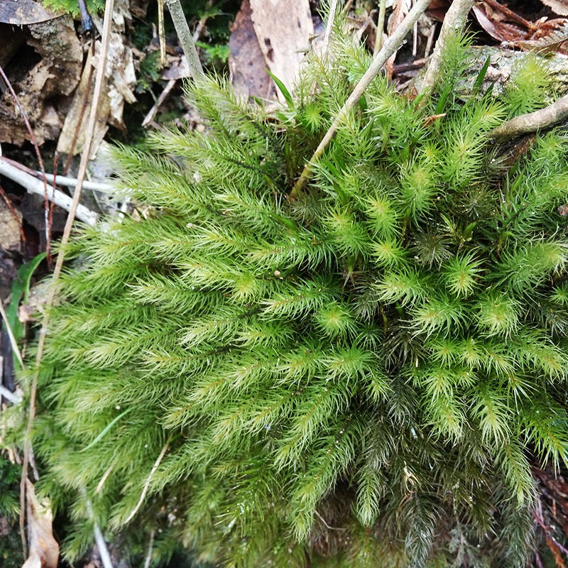 Pyrrhobryum dozyanum