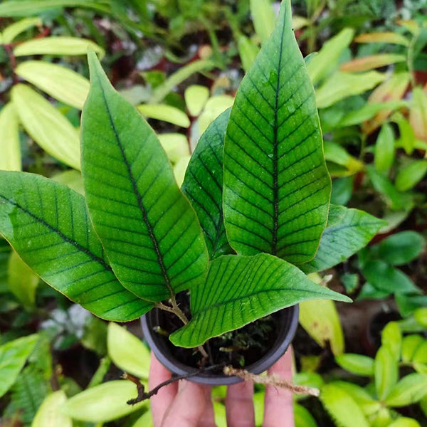 Pyrrosia sp.