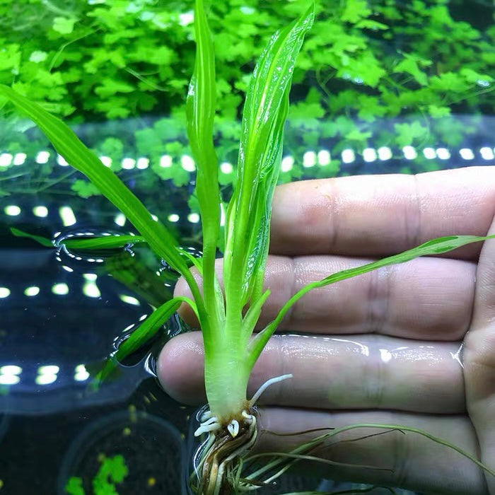 Echinodorus quadricostatus