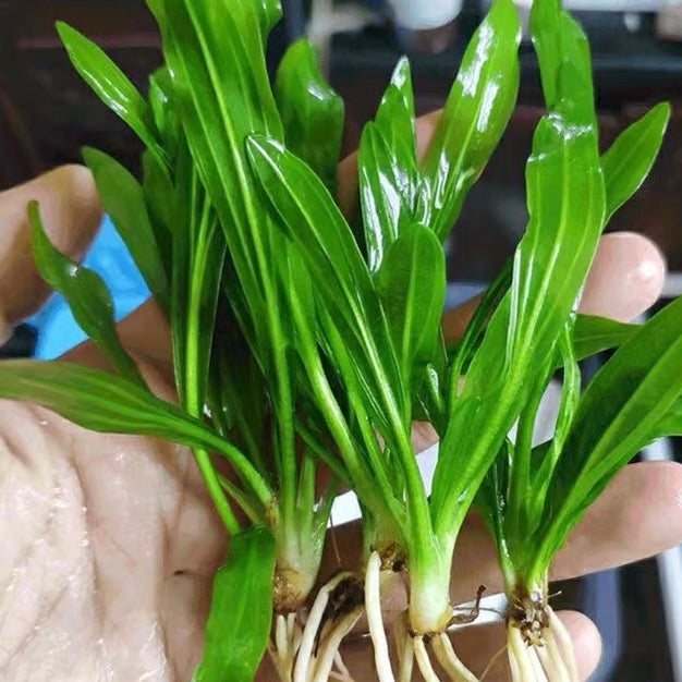 Echinodorus quadricostatus