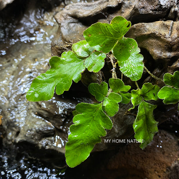 Quercifilix zeylanica (Houtt.) Cop.