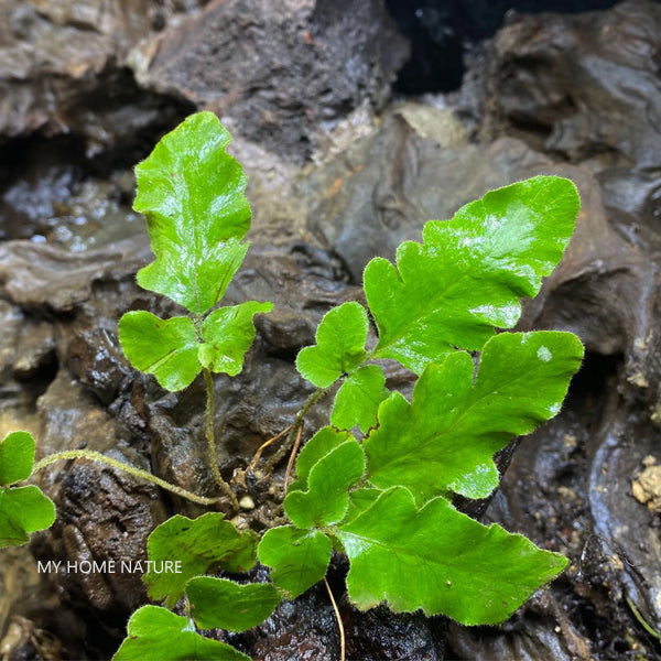 Quercifilix zeylanica (Houtt.) Cop.