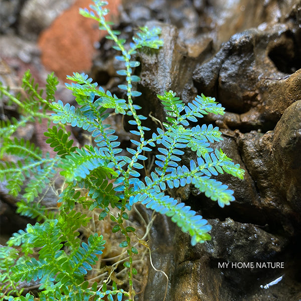 Rainbow Spikemoss (Selaginella uncinata)