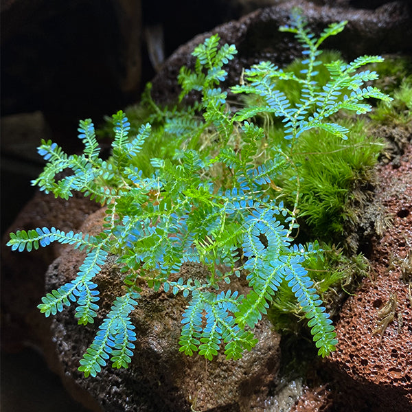 Rainbow Spikemoss (Selaginella uncinata)