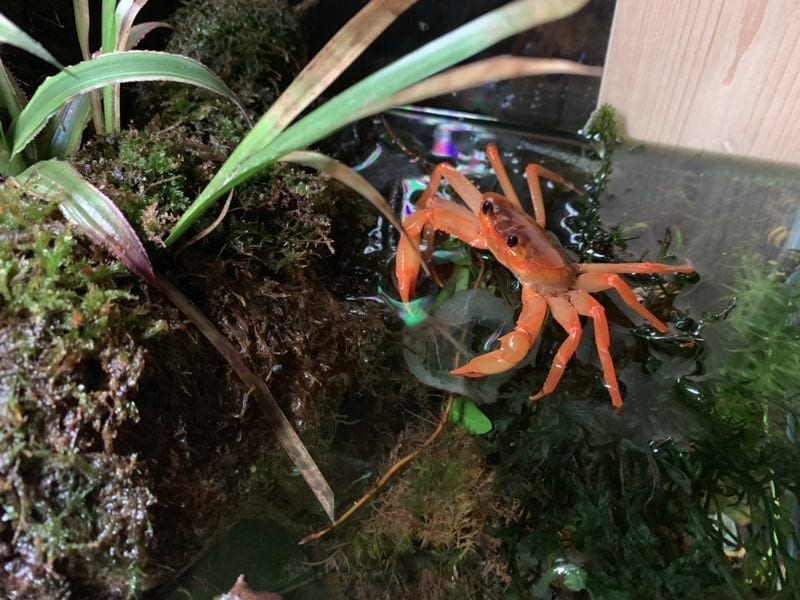 Red Orange Lightning Crab (Tiwaripotamon vietnamicum)