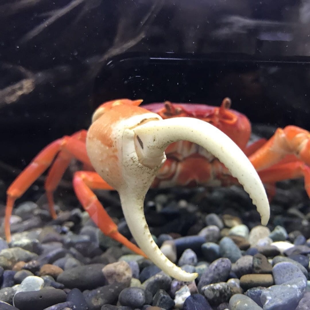 Red Pirate Crab (Vietorintalia rubrum)