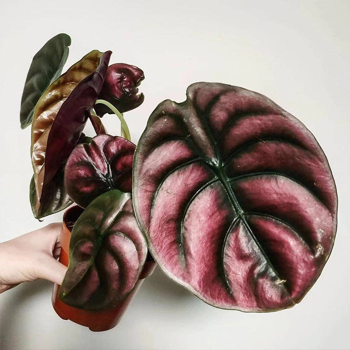 philodendron red secret Red Secret ( Alocasia cuprea red )