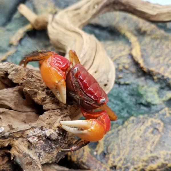 Red Sesarmid Crab (Sesarmops intermediumi)