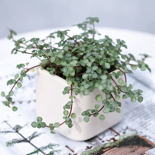 Red Stem Tears ( Pilea glaucophylla )