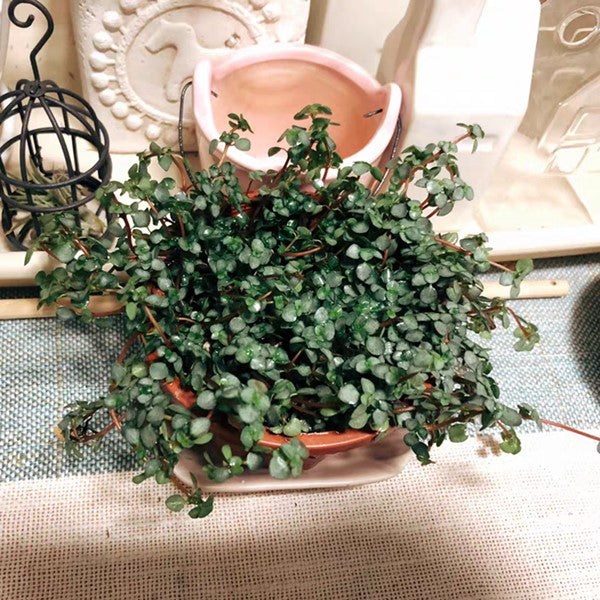 Red Stem Tears ( Pilea glaucophylla )