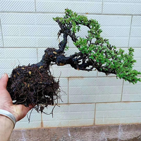 Rhamnus Bonsai ( Rhamnus aurea )