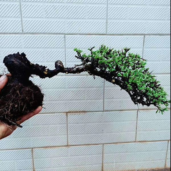 Rhamnus Bonsai ( Rhamnus aurea )
