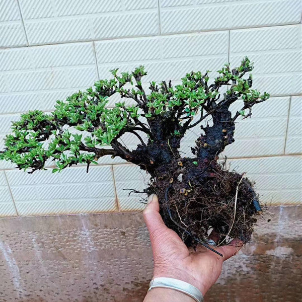 Rhamnus Bonsai ( Rhamnus aurea )