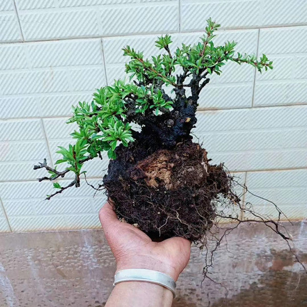 Rhamnus Bonsai ( Rhamnus aurea )