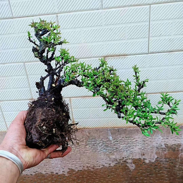 Rhamnus Bonsai ( Rhamnus aurea )