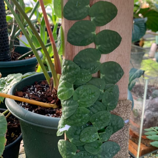 Rhaphidophora celatocaulis