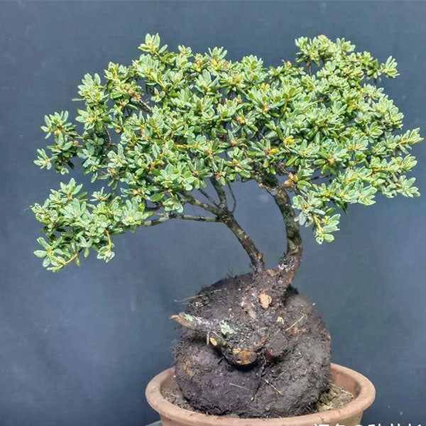 Rhododendron Bonsai ( Rhododendron capitatum )