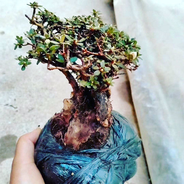 Rhododendron Bonsai ( Rhododendron capitatum )
