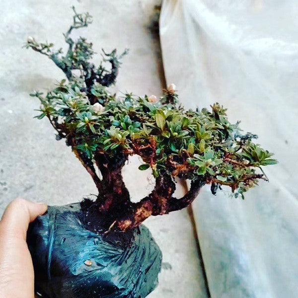 Rhododendron Bonsai ( Rhododendron capitatum )