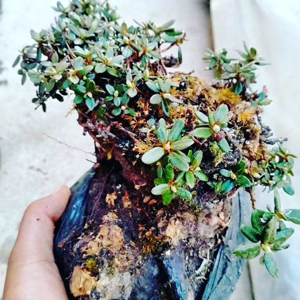Rhododendron Bonsai ( Rhododendron capitatum )