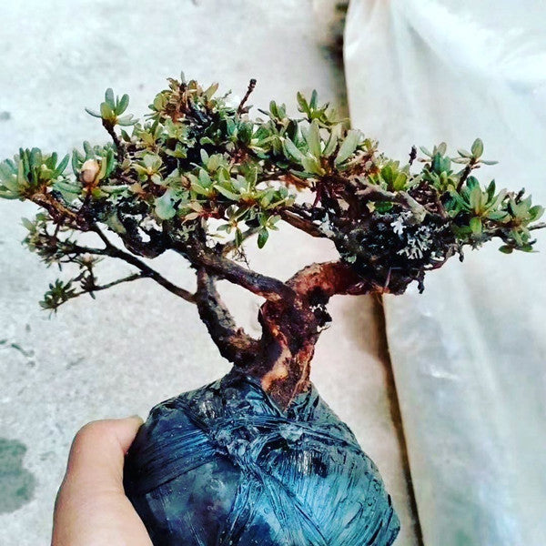 Rhododendron Bonsai ( Rhododendron capitatum )