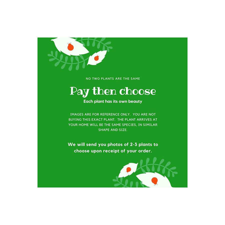 Chinese knotweed mini bonsai ( Fallopia multiflora )