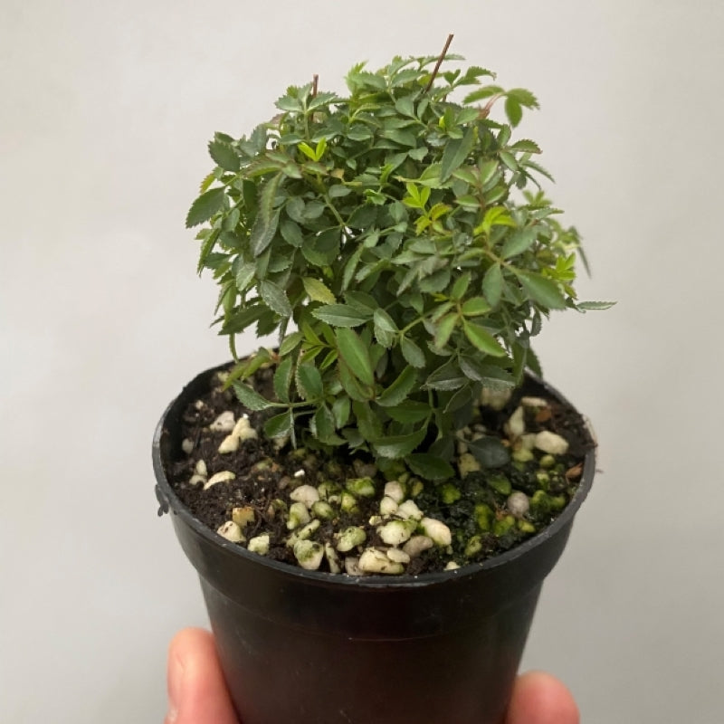 Mini Rose