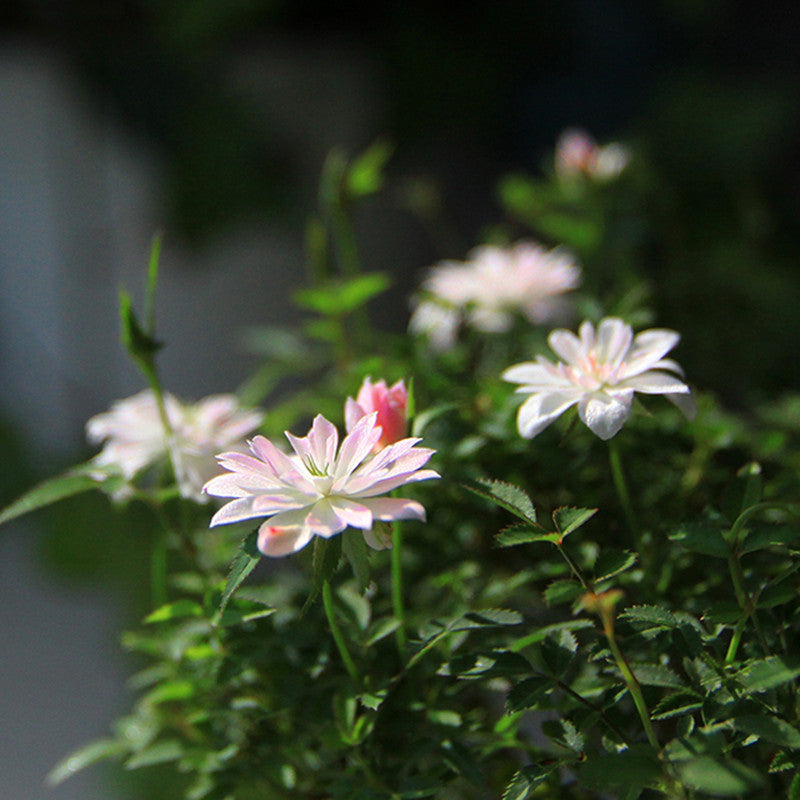 Mini Rose