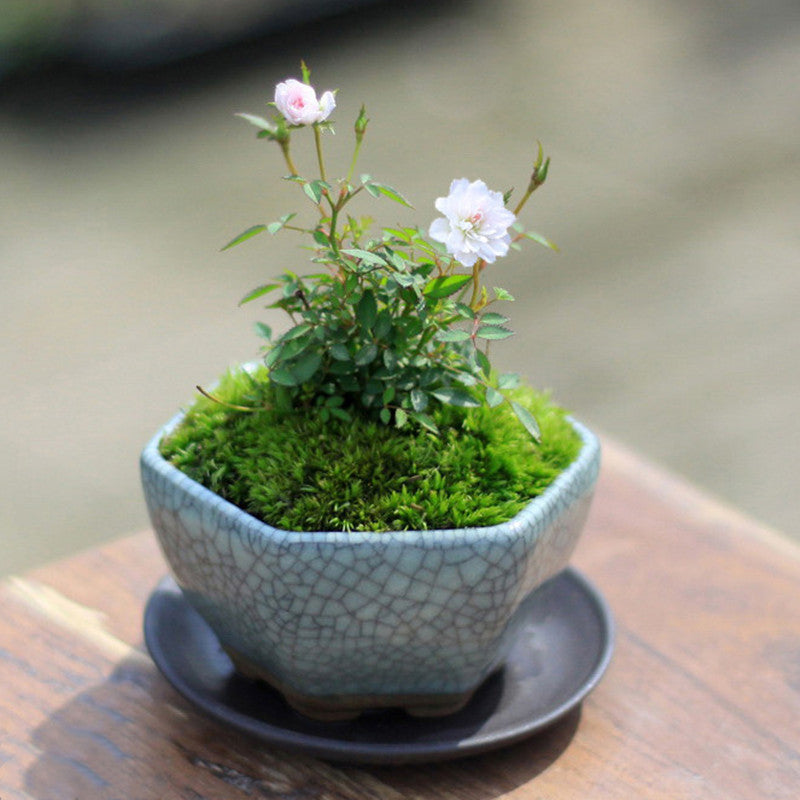mini indoor rose plant Mini Rose for Sale