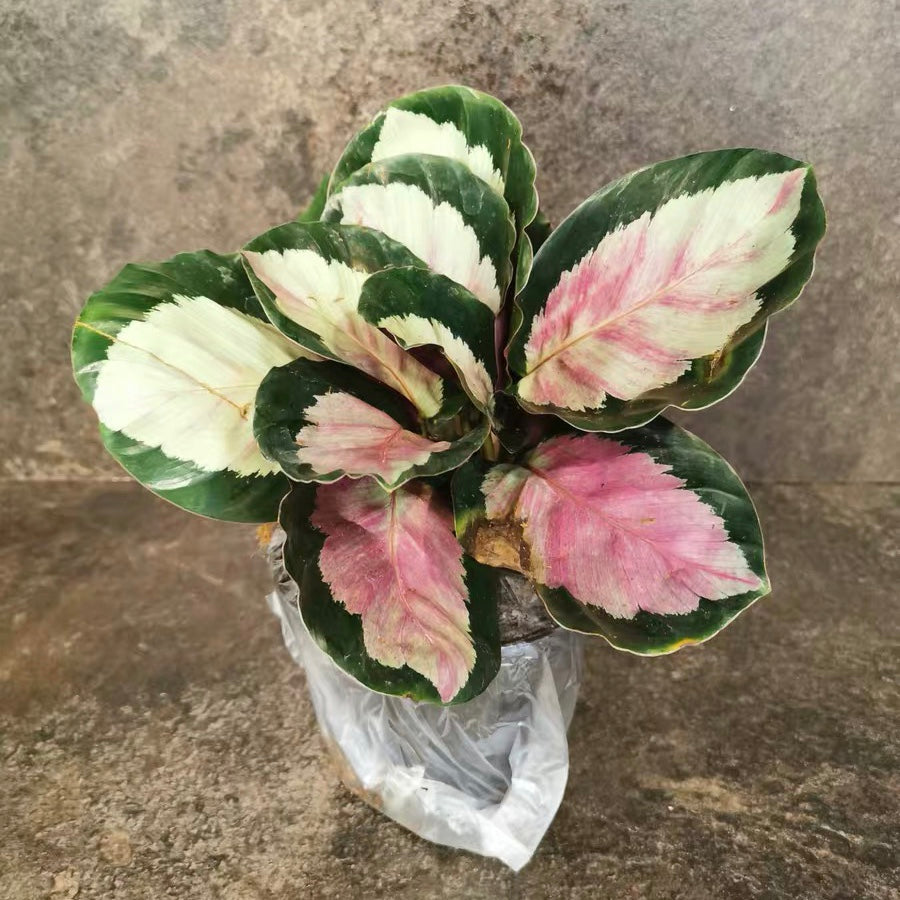 Calathea ' Rosy ' ( Calathea roseopicta )