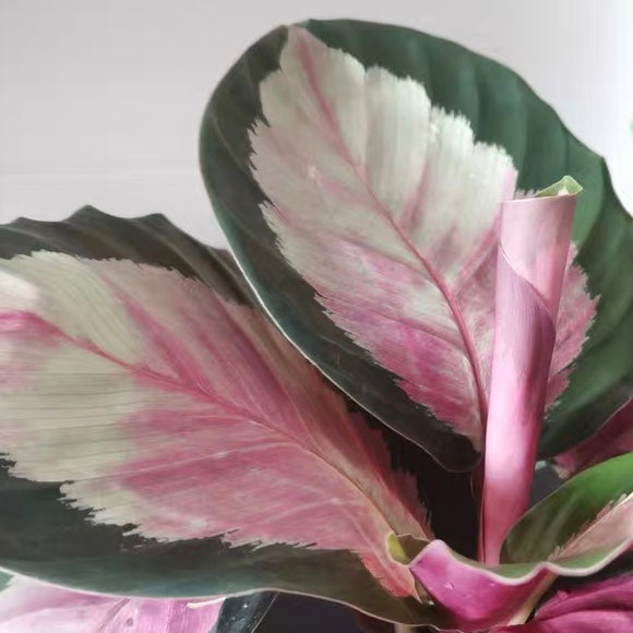 Calathea ' Rosy ' ( Calathea roseopicta )