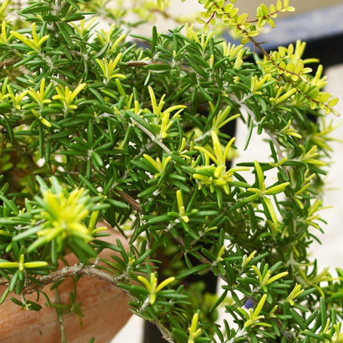 is rosemary a succulent Gold Dust Rosemary (Rosmarinus officinalis)