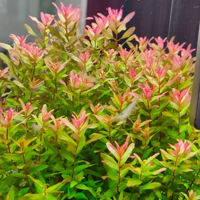 Rotala Macrandra 'Green'