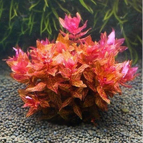 Rotala macrandra 'Variegated'