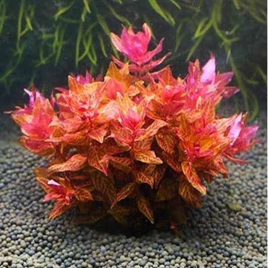 Rotala macrandra 'Variegated'