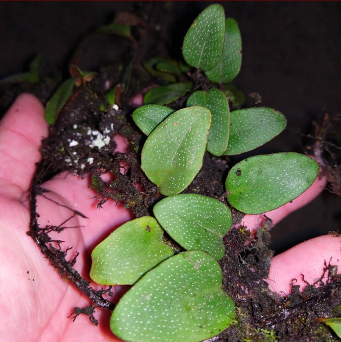 Round Leaf (Pyrrosia sp.)