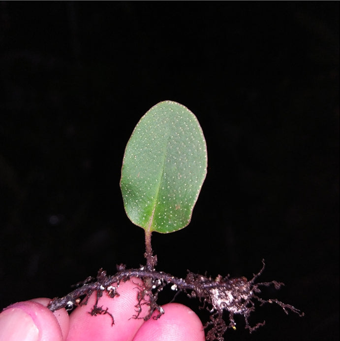 Round Leaf (Pyrrosia sp.)