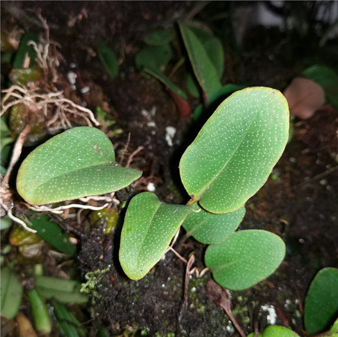 Round Leaf (Pyrrosia sp.)