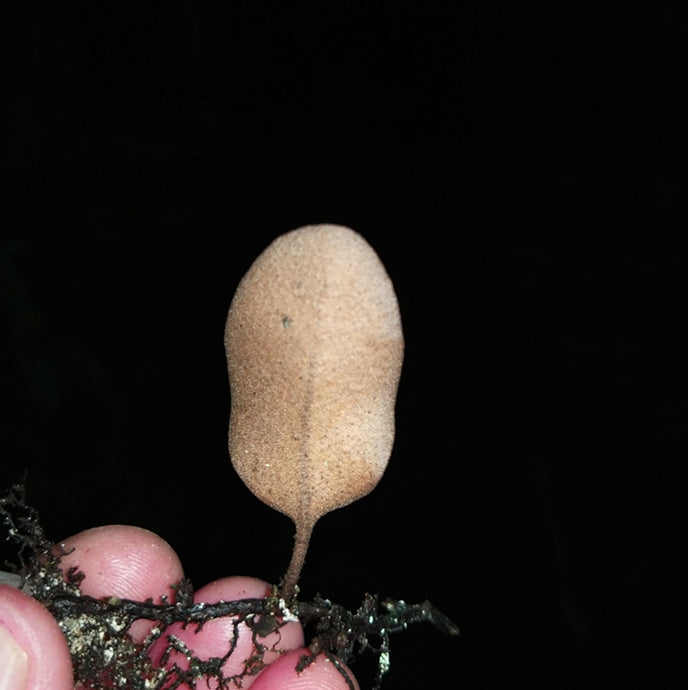 Round Leaf (Pyrrosia sp.)