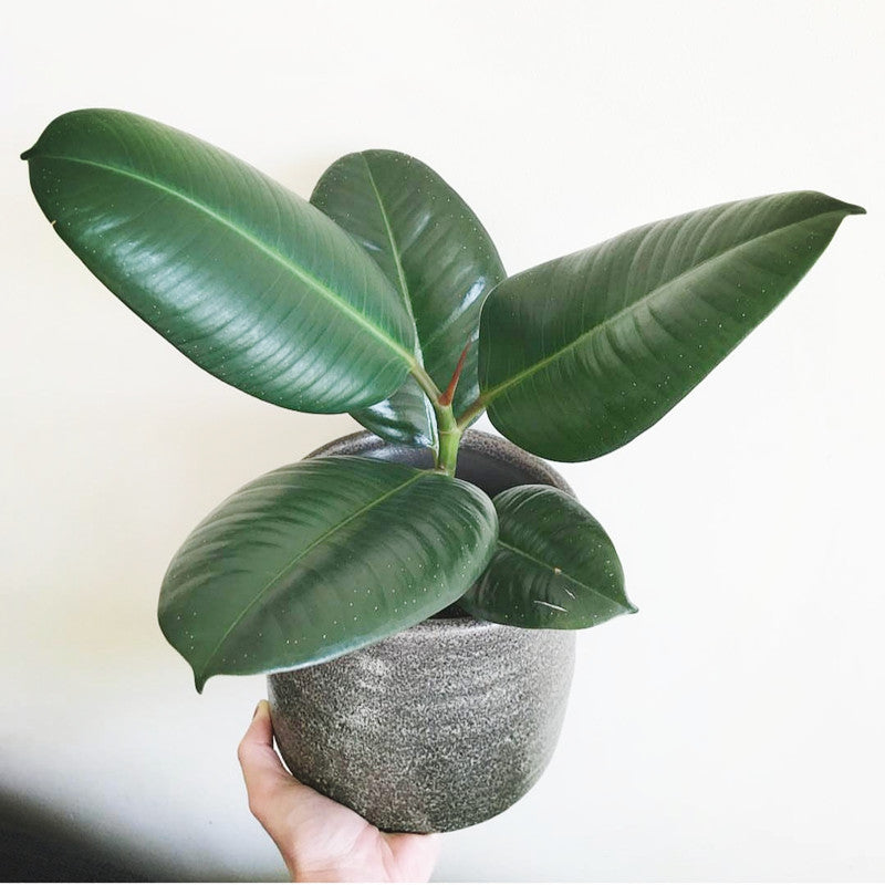 where to buy rubber tree plant Rubber tree (Philodendron spp.)