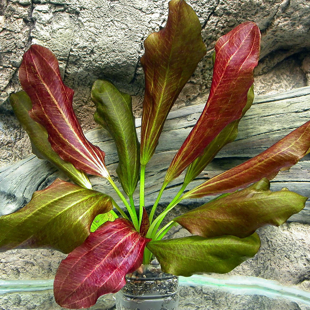 Red Rubin(Echinodorus)