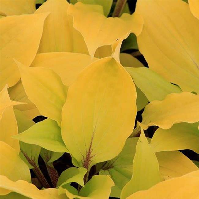 Fire Island Hosta