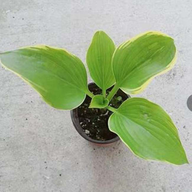 potted hosta plants for sale Sagae Hosta