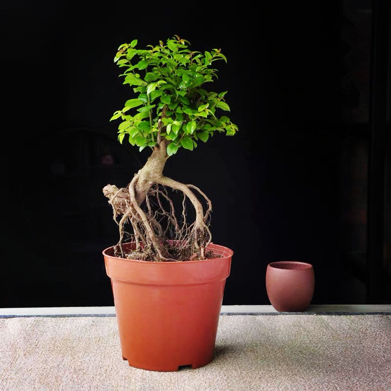 bonsai tree real for sale Hedge Sageretia Bonsai ( Sageretia theezans ) for Sale