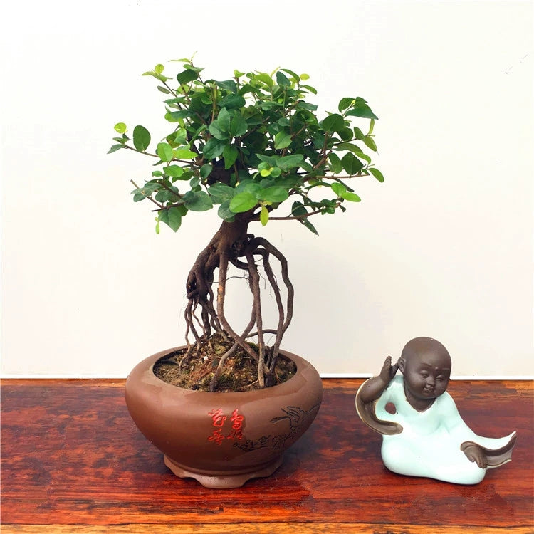 Hedge Sageretia Bonsai ( Sageretia theezans )