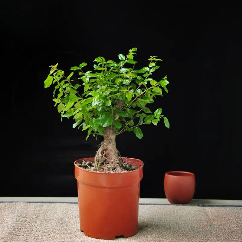 Hedge Sageretia Bonsai ( Sageretia theezans )