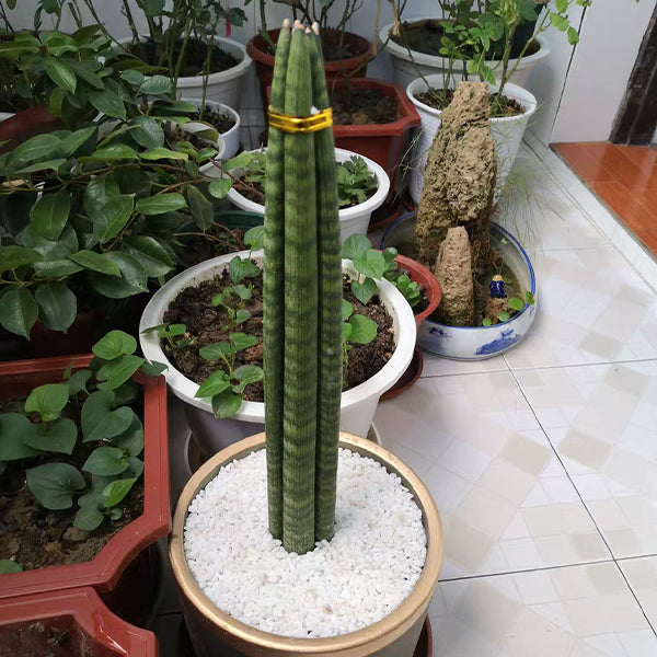 Sansevieria Cylindrica (Dracaena angolensis)