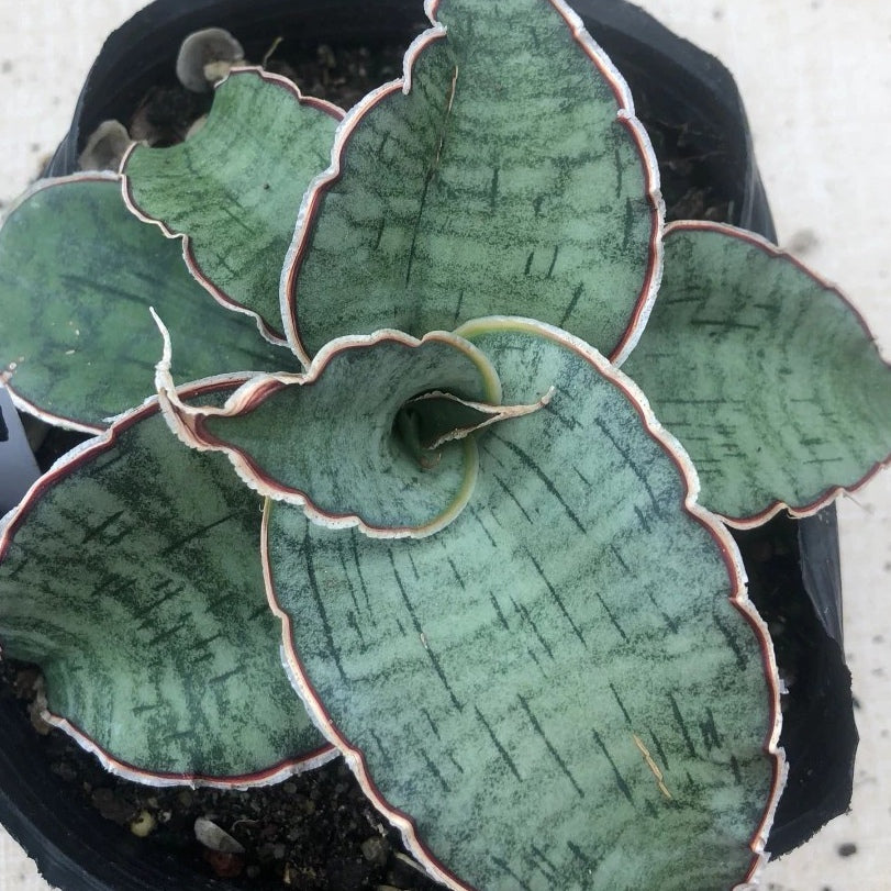blue star snake plant Sansevieria Silver Blue for Sale