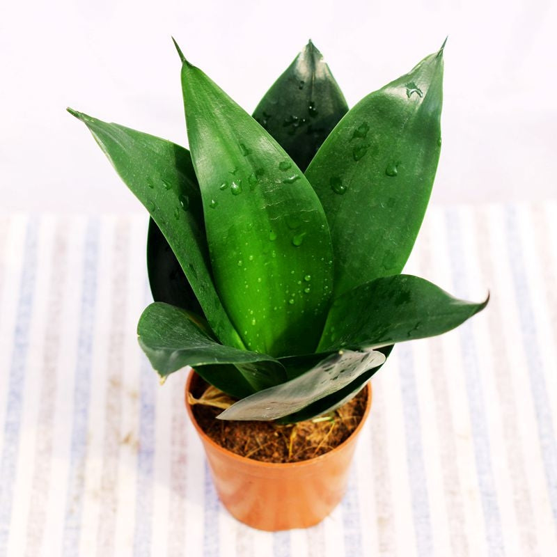 black dragon snake plant Sansevieria trifasciata ' Black Dragon '