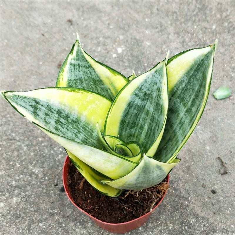Sansevieria trifasciata ' Golden Hahnii '